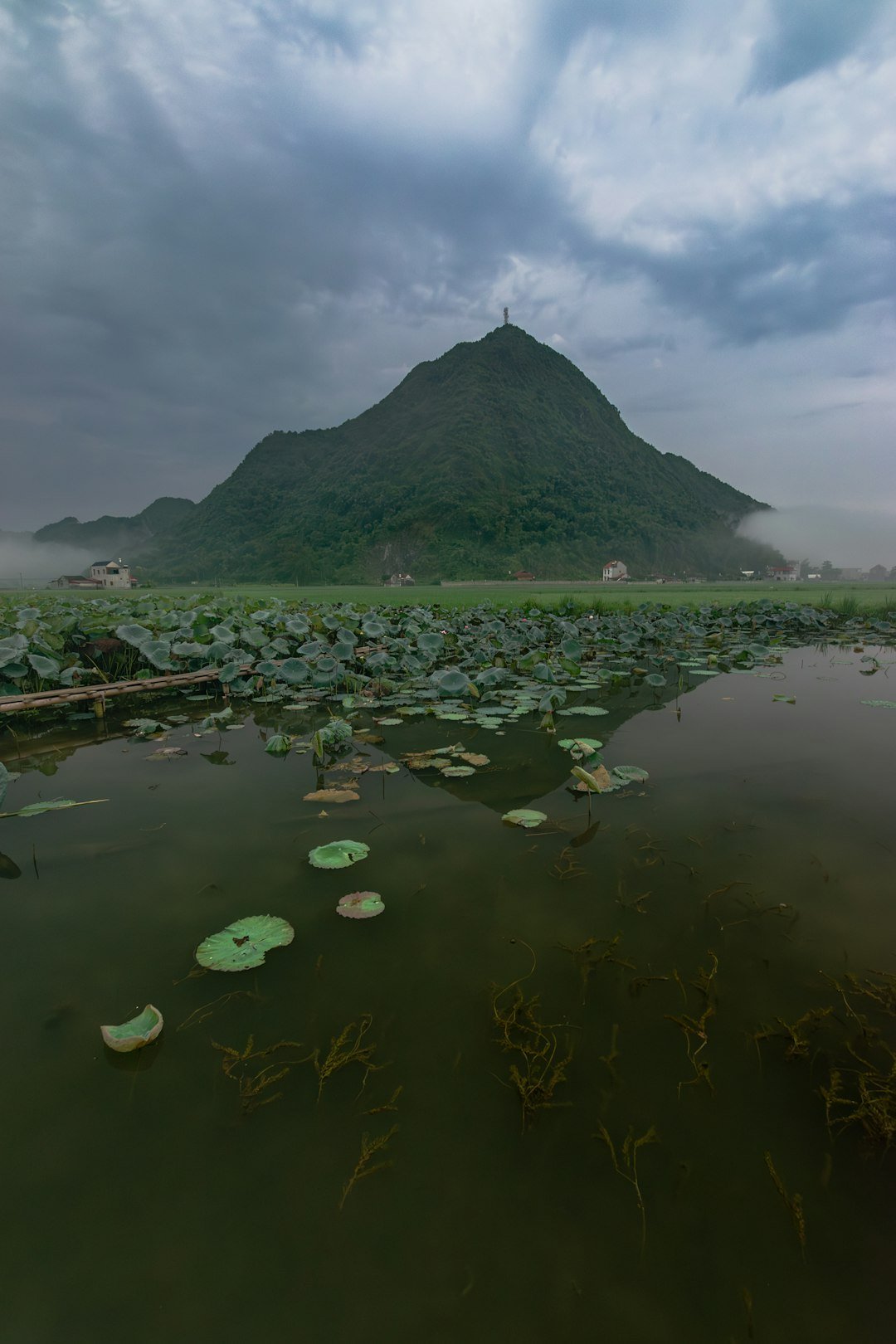 a large body of water with lily pads floating on top of it